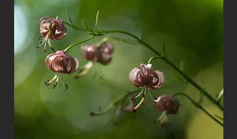 Türkenbund (Lilium martagon)