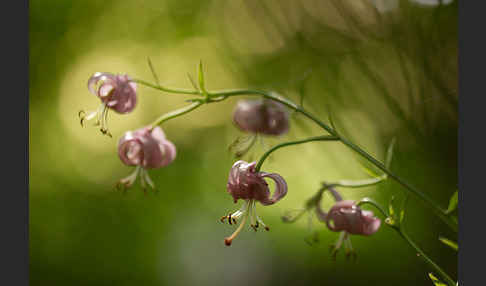 Türkenbund (Lilium martagon)