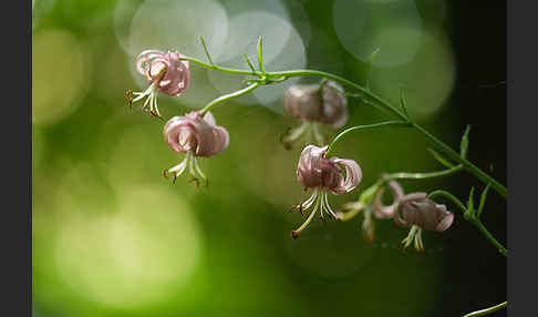 Türkenbund (Lilium martagon)