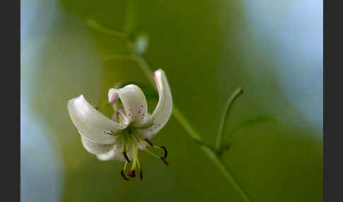 Türkenbund (Lilium martagon)