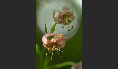 Türkenbund (Lilium martagon)