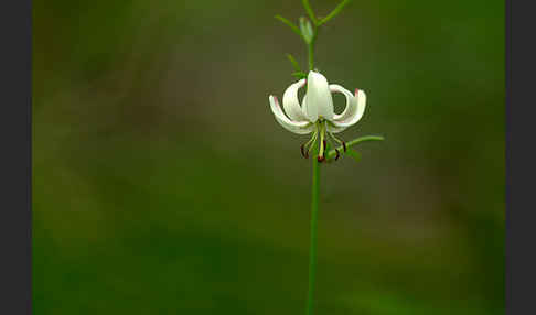 Türkenbund (Lilium martagon)