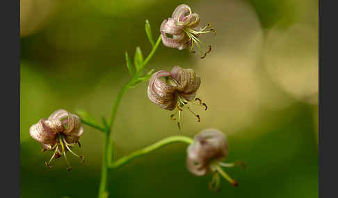 Türkenbund (Lilium martagon)