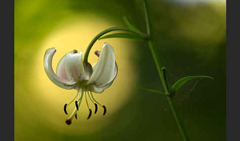 Türkenbund (Lilium martagon)