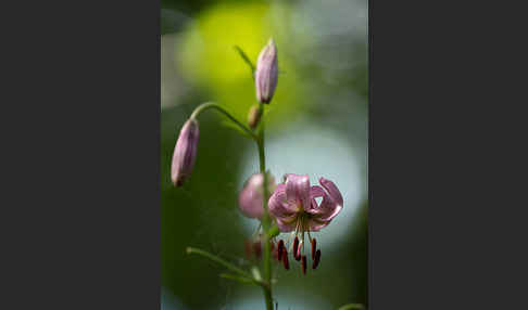 Türkenbund (Lilium martagon)