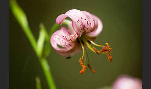 Türkenbund (Lilium martagon)