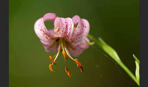 Türkenbund (Lilium martagon)