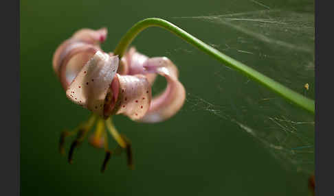 Türkenbund (Lilium martagon)