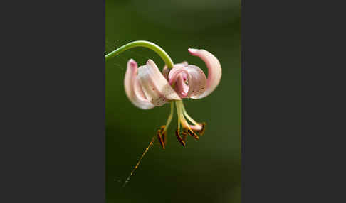 Türkenbund (Lilium martagon)