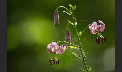 Türkenbund (Lilium martagon)