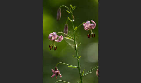 Türkenbund (Lilium martagon)