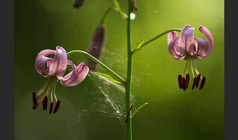 Türkenbund (Lilium martagon)