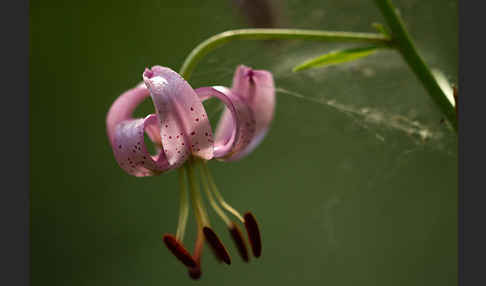 Türkenbund (Lilium martagon)