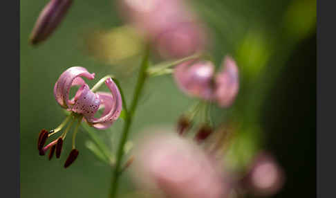 Türkenbund (Lilium martagon)