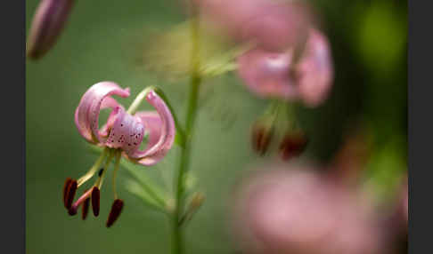 Türkenbund (Lilium martagon)