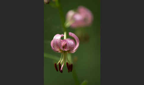 Türkenbund (Lilium martagon)