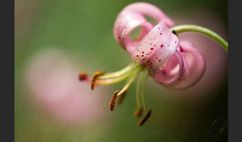 Türkenbund (Lilium martagon)