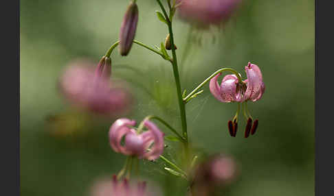 Türkenbund (Lilium martagon)