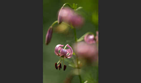 Türkenbund (Lilium martagon)