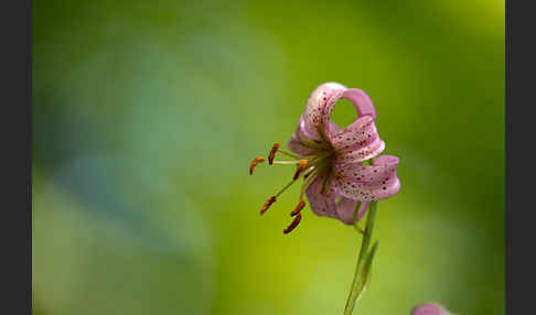 Türkenbund (Lilium martagon)