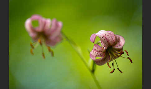 Türkenbund (Lilium martagon)