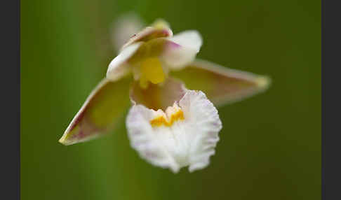 Sumpf-Sitter (Epipactis palustris)