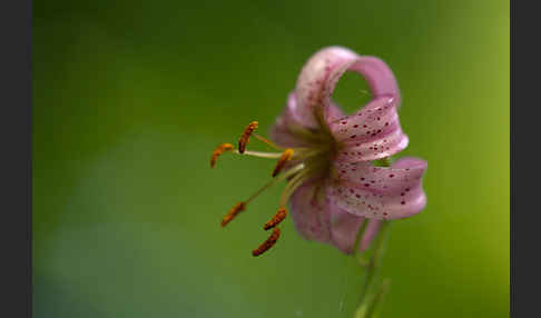 Türkenbund (Lilium martagon)