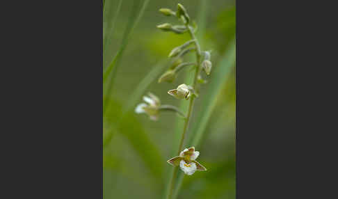 Sumpf-Sitter (Epipactis palustris)