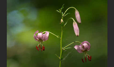 Türkenbund (Lilium martagon)