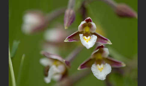 Sumpf-Sitter (Epipactis palustris)