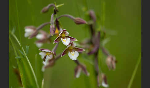 Sumpf-Sitter (Epipactis palustris)