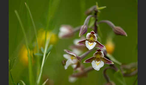 Sumpf-Sitter (Epipactis palustris)