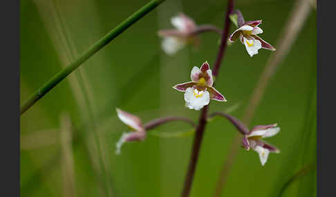 Sumpf-Sitter (Epipactis palustris)