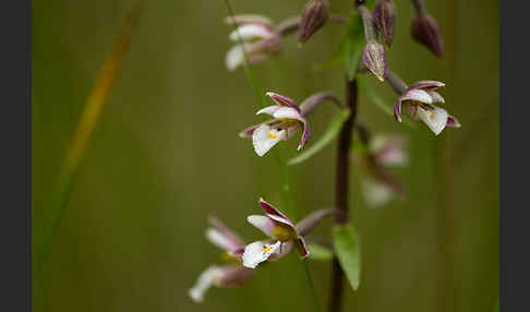 Sumpf-Sitter (Epipactis palustris)