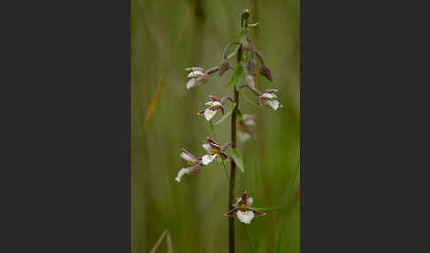 Sumpf-Sitter (Epipactis palustris)