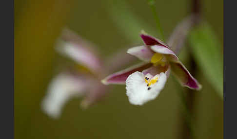 Sumpf-Sitter (Epipactis palustris)