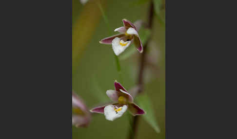 Sumpf-Sitter (Epipactis palustris)