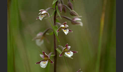 Sumpf-Sitter (Epipactis palustris)