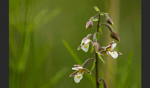 Sumpf-Sitter (Epipactis palustris)