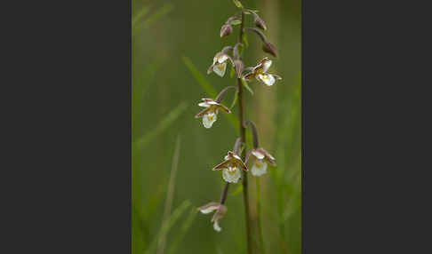 Sumpf-Sitter (Epipactis palustris)