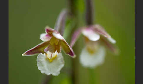 Sumpf-Sitter (Epipactis palustris)