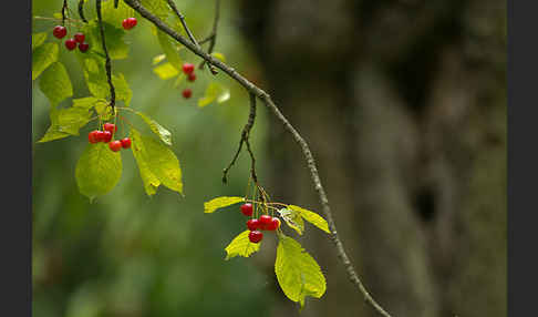 Süßkirsche (Prunus avium)