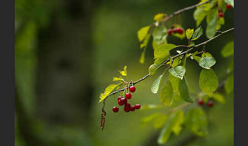 Süßkirsche (Prunus avium)