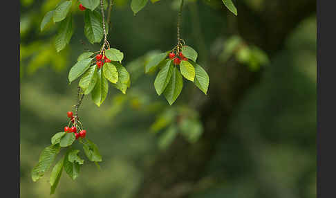 Süßkirsche (Prunus avium)