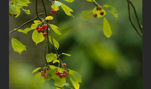 Süßkirsche (Prunus avium)