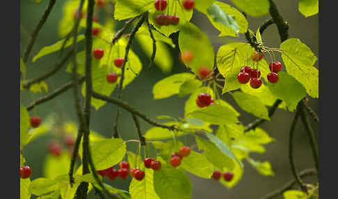 Süßkirsche (Prunus avium)