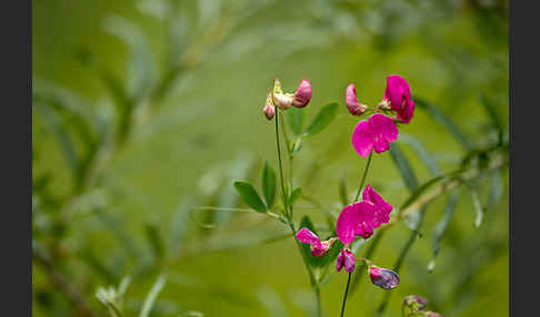 Verschiedenblättrige Platterbse (Lathyrus heterophyllus)