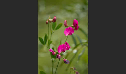 Verschiedenblättrige Platterbse (Lathyrus heterophyllus)