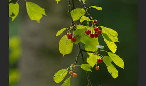 Süßkirsche (Prunus avium)