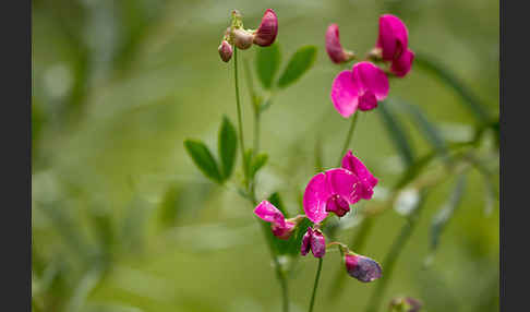 Verschiedenblättrige Platterbse (Lathyrus heterophyllus)